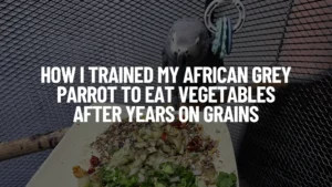 An African Grey parrot perched on a branch, inspecting a colorful plate of sprouted grains and chopped fresh vegetables. The image includes a text overlay that reads: "How I Trained My African Grey Parrot to Eat Vegetables After Years on Grains."