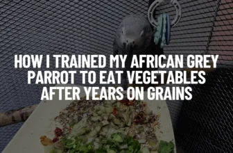 An African Grey parrot perched on a branch, inspecting a colorful plate of sprouted grains and chopped fresh vegetables. The image includes a text overlay that reads: "How I Trained My African Grey Parrot to Eat Vegetables After Years on Grains."