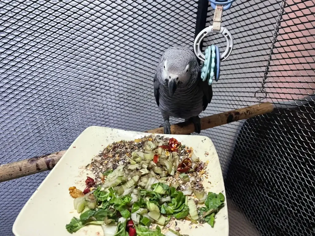 An African Grey parrot perched on a wooden branch, looking down with interest at a square plate. The plate contains a colorful mixture of sprouted grains, finely chopped green leafy vegetables, and red chili peppers.