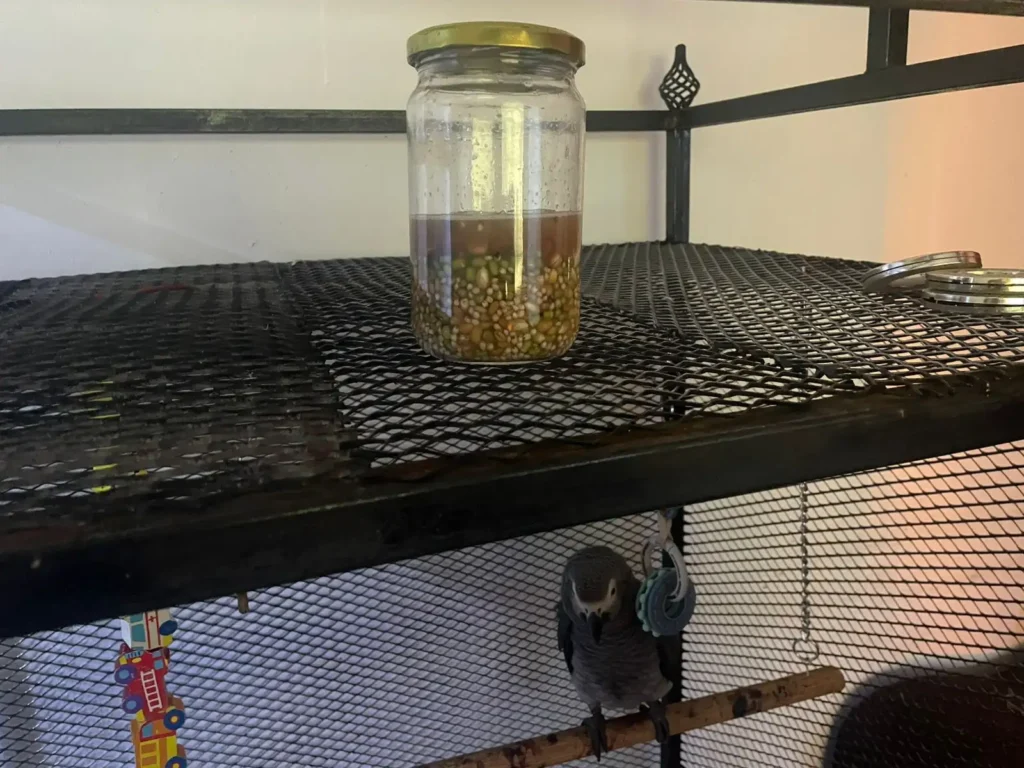 Sprouting was the bridge between dry food and fresh food for our African Grey Parrot. Instead of jumping straight to raw vegetables (which would scare any seed-loving bird), I started by soaking and sprouting the same grains he already trusted.