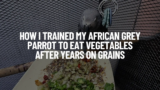 How I Trained My African Grey Parrot to Eat Vegetables After Years on Grains