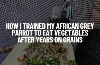 How I Trained My African Grey Parrot to Eat Vegetables After Years on Grains