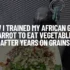 The Sounds of a Frightened African Grey Parrot